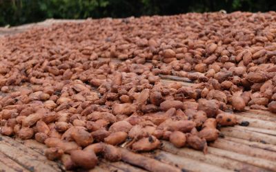 Nuevo informe sobre la realidad del sector del cacao