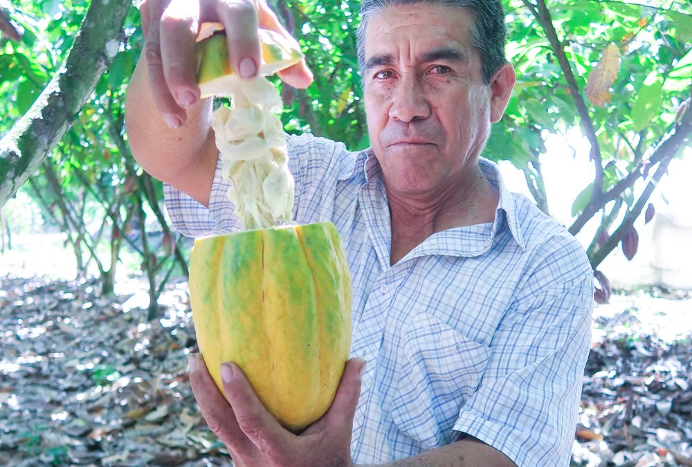 Hogares cacaoteros cosechan resultados en Perú