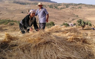 Motivos para apoyar la producción de trigo en Túnez