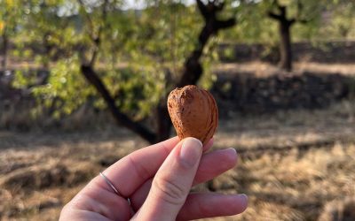 Almendras que regeneran territorios